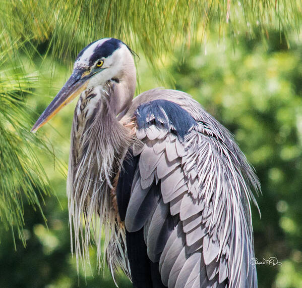 susan Molnar Art Print featuring the photograph Great Blue Heron IV by Susan Molnar