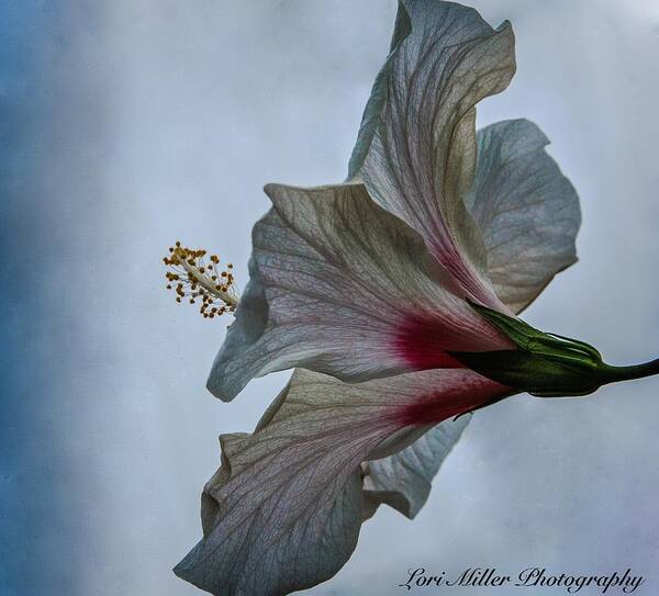 Hibiscus Art Print featuring the photograph Happy Hibiscus at Biltmore Conservatory by Lori Miller