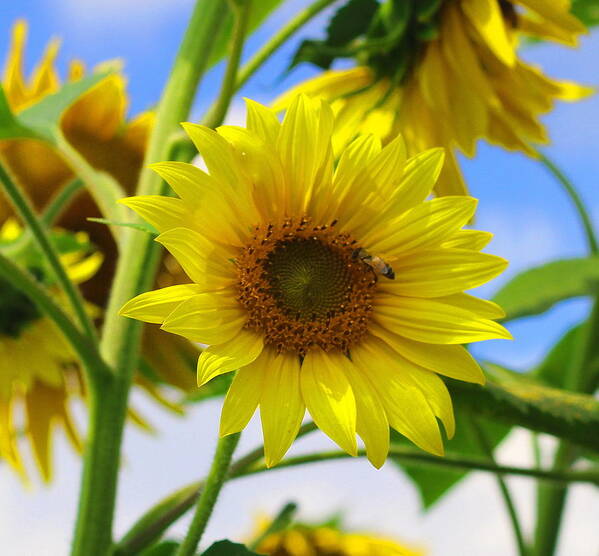 Sunflower Art Print featuring the photograph Helianthus 4 by Cathy Lindsey