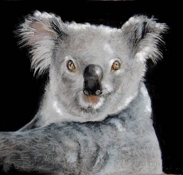 Koala Art Print featuring the drawing Koala by Jean Cormier