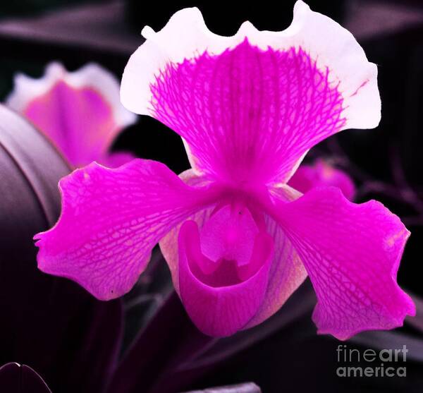 Orchid Art Print featuring the photograph Lady Slippers by Kathleen Struckle