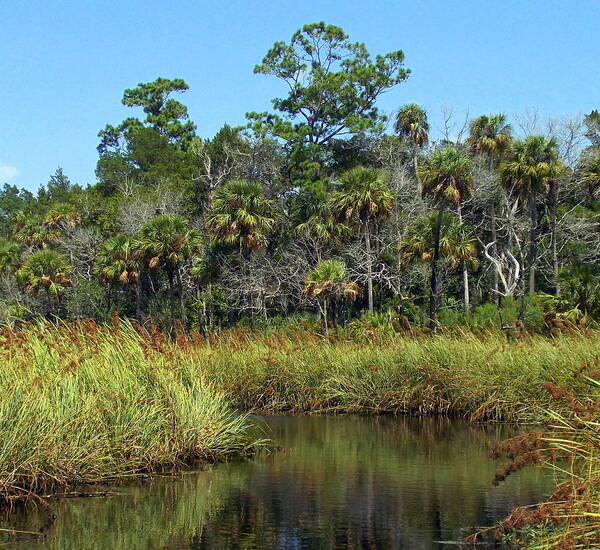 Marsh Art Print featuring the photograph Lower Suwannee Refuge 2A by Sheri McLeroy