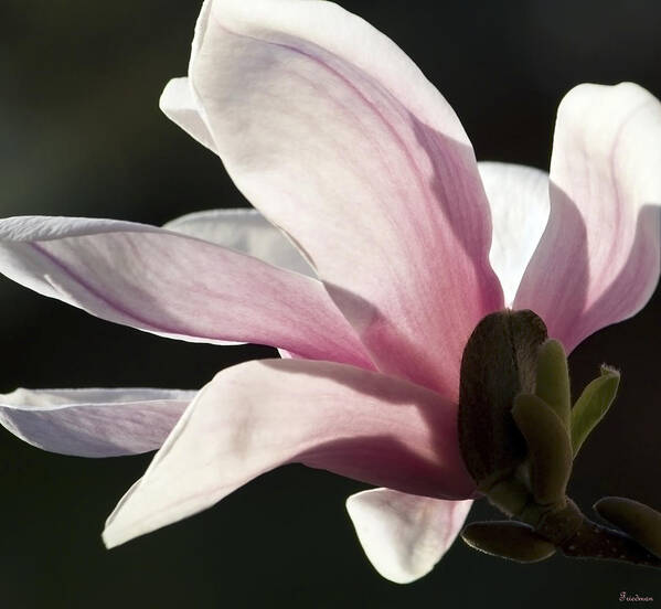 Flowers Art Print featuring the photograph Magnolia II by Michael Friedman