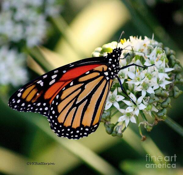 Butterfly Art Print featuring the photograph Monarch Butterfly by Veronica Batterson