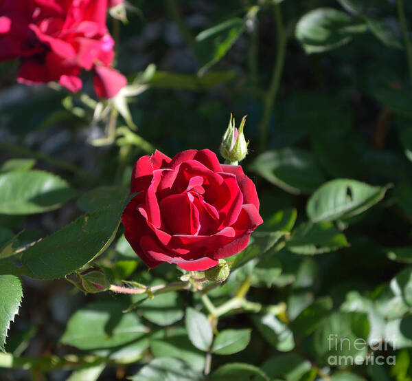 Indiana Art Print featuring the photograph My Red Rose by Alys Caviness-Gober