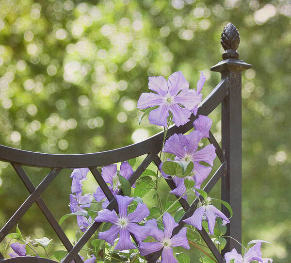 Purple Flower Art Print featuring the photograph On The Fence by Kim Hojnacki