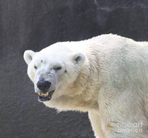 One Angry Polar Bear Art Print featuring the photograph One Angry Polar Bear by John Telfer