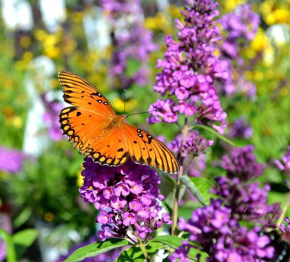 Butterfly Art Print featuring the photograph Passion Butterfly by Deena Stoddard