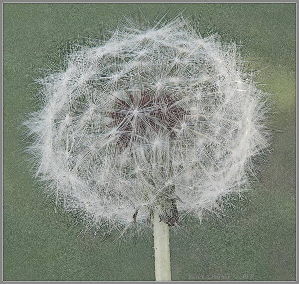 Dandelion Art Print featuring the photograph Perfect Dandelion by Kathy Barney