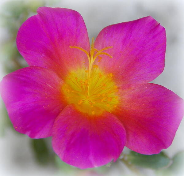Moss Rose Art Print featuring the photograph Pink Moss Rose 1 by Sheri McLeroy
