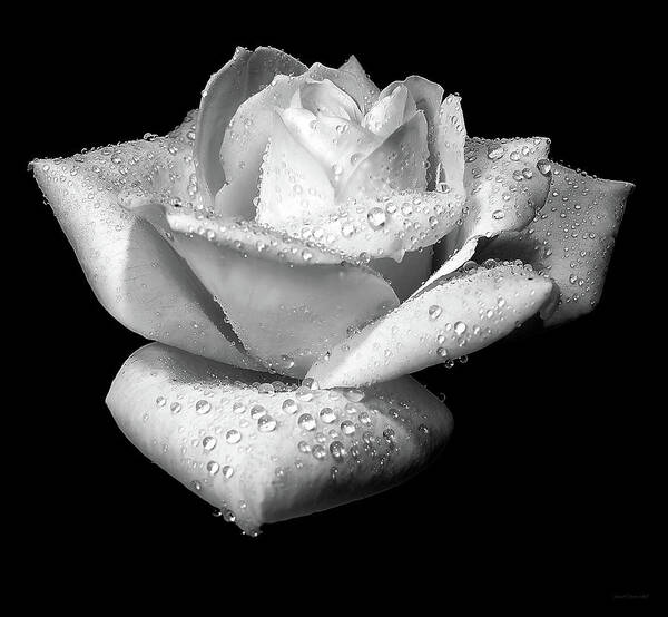 Rose Art Print featuring the photograph Platinum Rose Flower by Jennie Marie Schell
