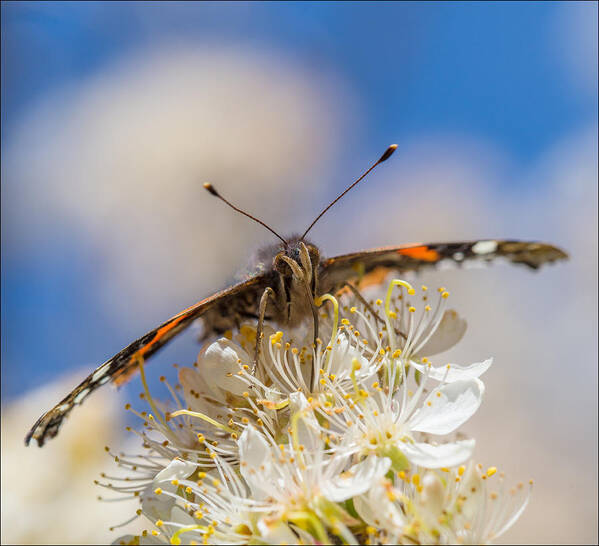Butterfly Art Print featuring the photograph Red Admiral Butterfly on Plum Blossoms by Steven Schwartzman