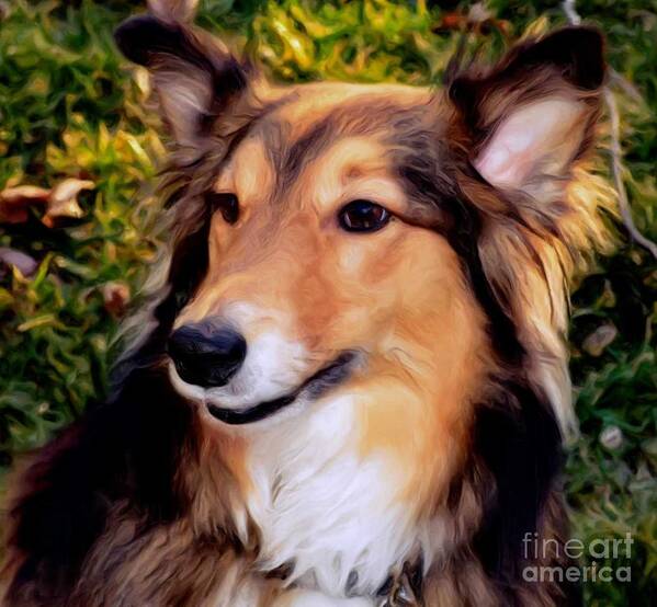Collie Art Print featuring the photograph Regal Shelter Dog by Luther Fine Art