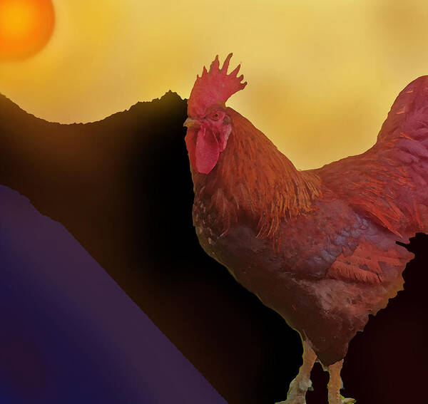 Rooster Art Print featuring the photograph Rooster At Sunset by Ian MacDonald