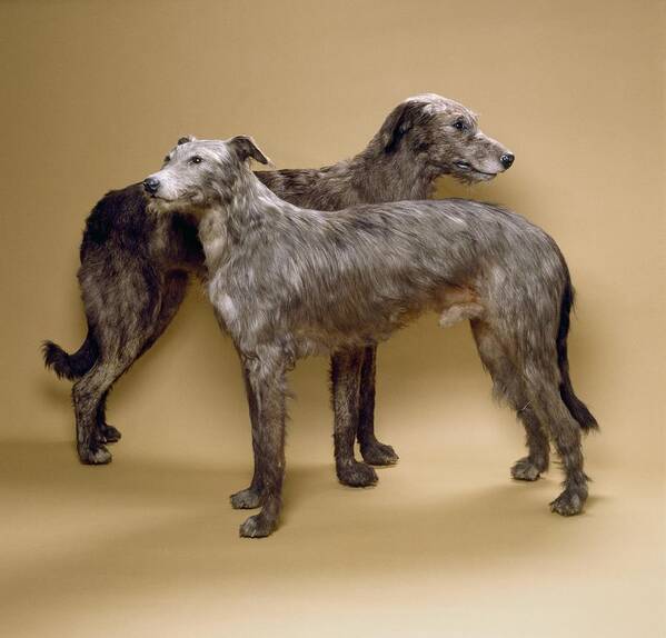 Scottish Deerhound Art Print featuring the photograph Scottish deerhounds, stuffed specimens by Science Photo Library