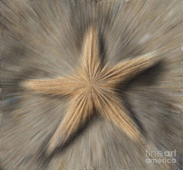 Starfish Art Print featuring the photograph Sea Star Explosion by Cathy Lindsey