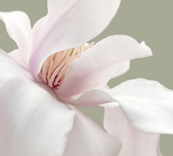 Magnolia Art Print featuring the photograph Shy Magnolia Flower Blossom by Jennie Marie Schell