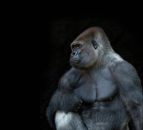 Animal Themes Art Print featuring the photograph Silverback Gorilla Portrait In Profile by Haydn Bartlett Photography