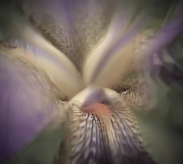 Iris Photographs Art Print featuring the photograph Soft Iris Flower by Phyllis Meinke