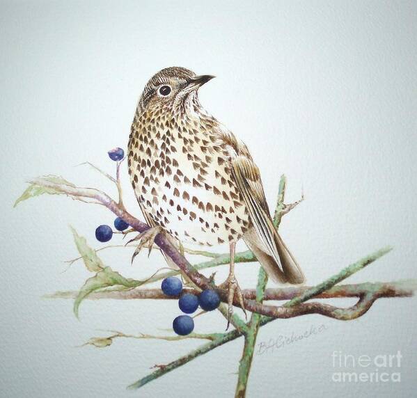 Bird Art Print featuring the painting Song Thrush / sold by Barbara Anna Cichocka