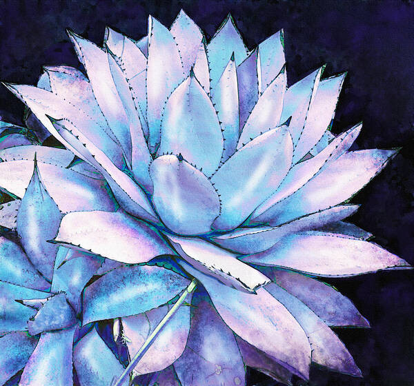 Jane Schnetlage Art Print featuring the digital art Succulent In Blue And Purple by Jane Schnetlage