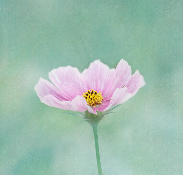 Flower Art Print featuring the photograph Summer's Song by Kim Hojnacki