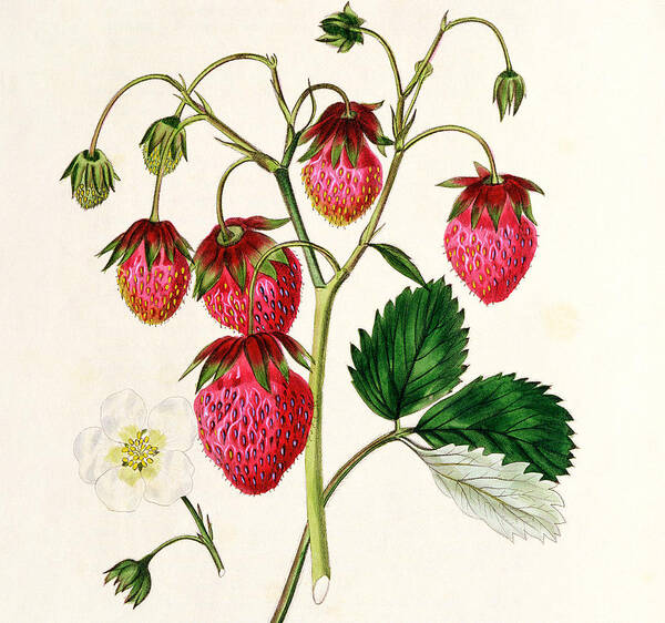 The Roseberry Strawberry Art Print featuring the painting The Roseberry Strawberry by Edwin Dalton Smith