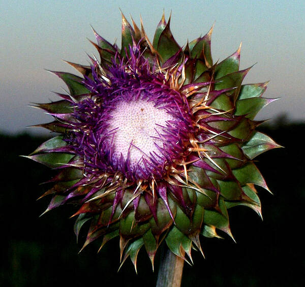 Thistle Art Print featuring the photograph Thistle Night by Bertie Edwards