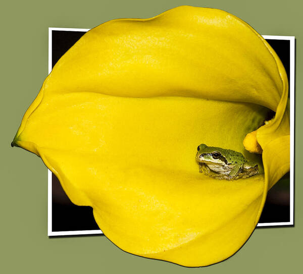 Frog Art Print featuring the photograph Trumpet Tongue OOF by Jean Noren