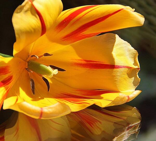 Tulip Art Print featuring the photograph Tulip Reflections by Andrea Lazar
