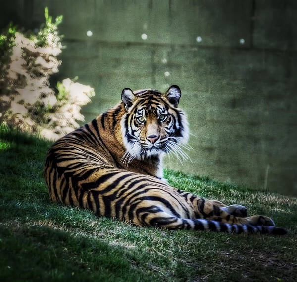 Sumatran Tiger Art Print featuring the photograph Windows to My Soul by Saija Lehtonen