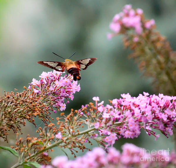 Hummingbird Moth Art Print featuring the photograph Wings In The Flowers by Kerri Farley