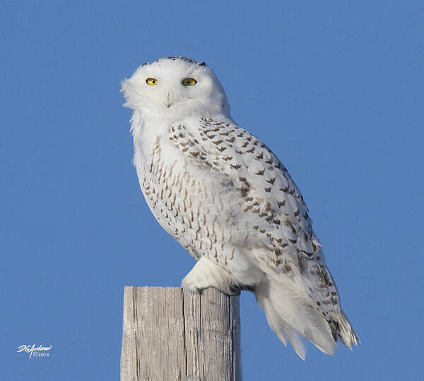 Snowy Owl Art Print featuring the photograph Winter White II by Don Anderson