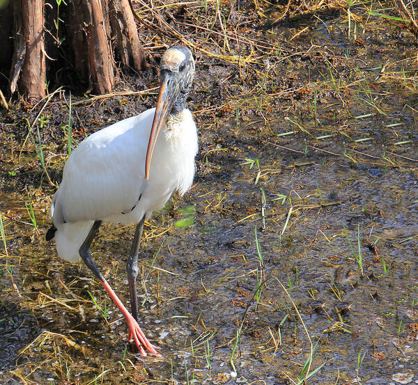 Bird Art Print featuring the photograph Wood Stork in the Swamp by Rosalie Scanlon