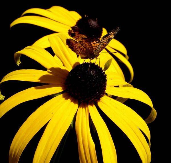 Butterfly Art Print featuring the photograph Frantilly Butterfly On A Black Eyed Susan by Kim Galluzzo