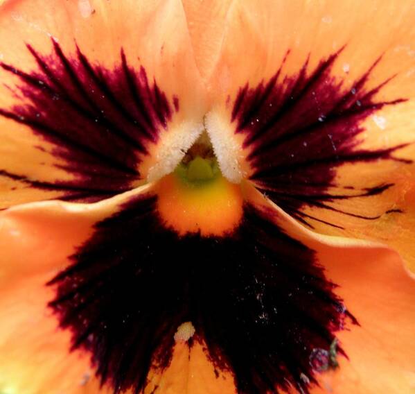 Pansy Art Print featuring the photograph Peachy Keen #1 by Kim Galluzzo