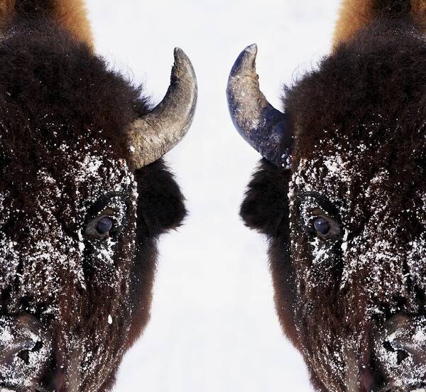 Alert Art Print featuring the photograph Bison In Winter #3 by Richard Wear