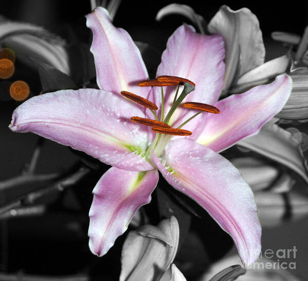 Flowers Art Print featuring the photograph Being Selective by Sheila Laurens