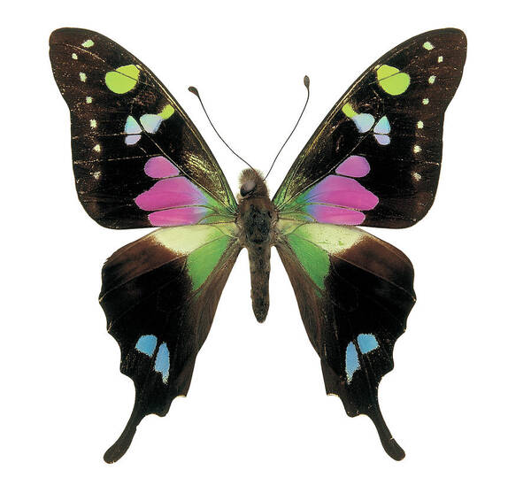 Horizontal Art Print featuring the photograph Close-up Of A Graphium Butterfly by Stockbyte