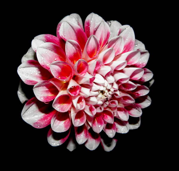Dahlia Art Print featuring the photograph Dahlia by night in Pink and White by Kim Galluzzo