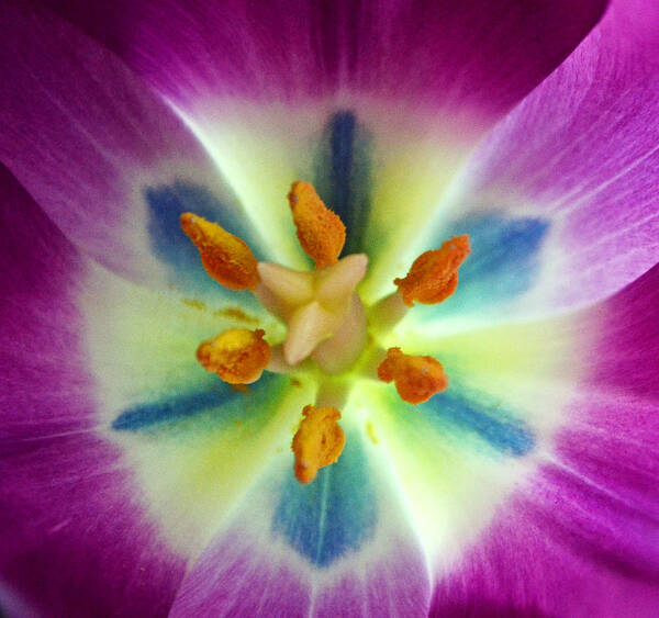 Tulip Art Print featuring the photograph Every Time by Melanie Moraga