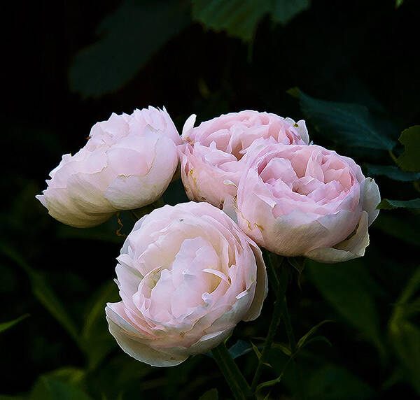 Nature Art Print featuring the photograph Four Roses by Michael Friedman