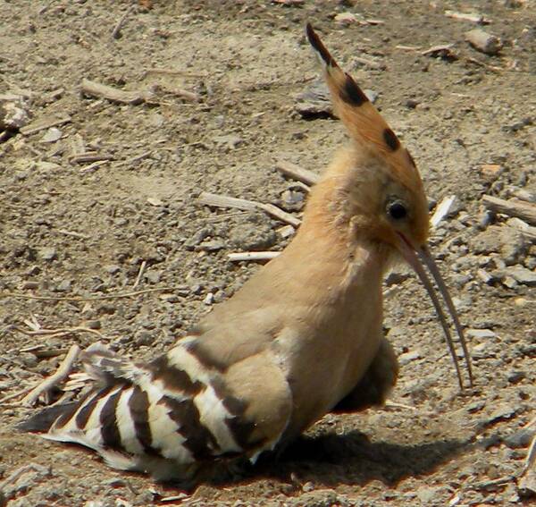 Hoopoe Art Print featuring the photograph Hoopoe by Manuela Constantin