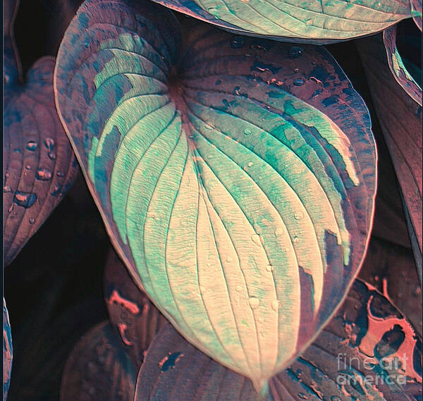 Hosta Art Print featuring the photograph Hosta Leaf with Raindrops by Sheila Laurens