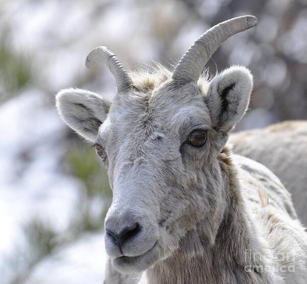 Mountain Sheep Art Print featuring the photograph How Close Is Too Close by Dorrene BrownButterfield
