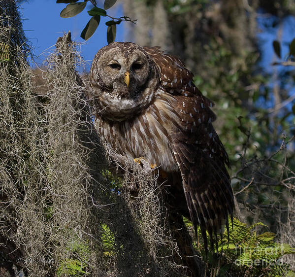 Barred Owl Art Print featuring the photograph I See You by Sue Karski