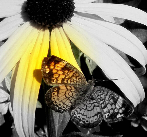 Butterfly Art Print featuring the photograph Just A Touch by Kim Galluzzo