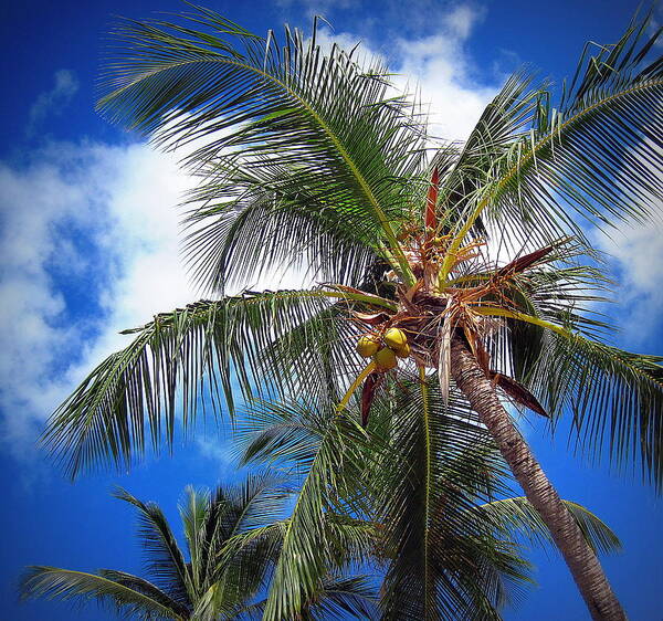 Palm Tree Art Print featuring the photograph Palm Dream by Life Makes Art