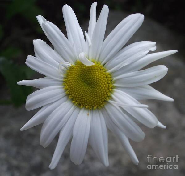 Garden Flower Art Print featuring the photograph Shasta Daisy by Michelle Welles