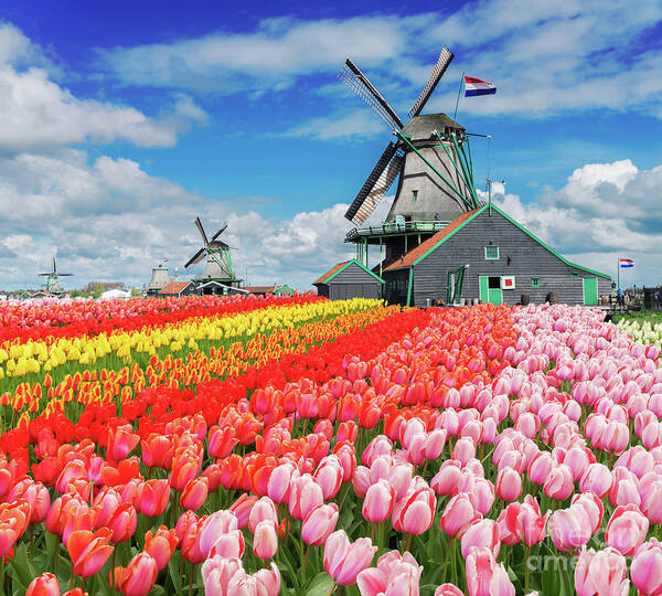 Amsterdam Art Print featuring the photograph Dutch Windmills #2 by Anastasy Yarmolovich